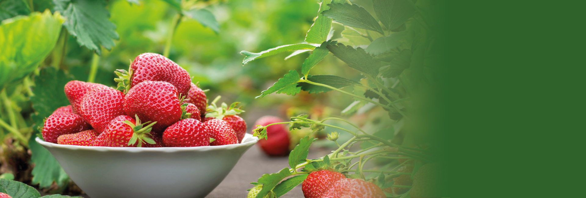Delhaize Zottegem Aardbeien Seizoen